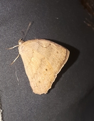 Pseudodebis valentina