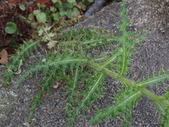 Cirsium ferum