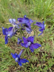 Delphinium bicolor