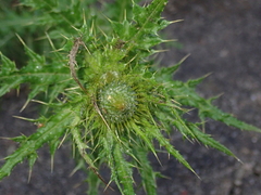 Cirsium ferum