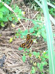 Symbrenthia lilaea formosanus
