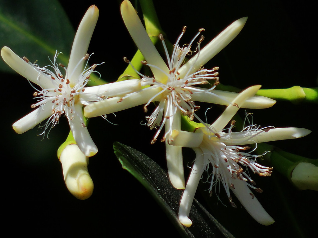 Kandelia obovata