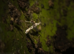 Cyphosticha panconita