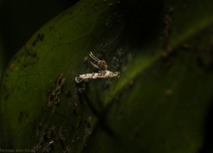 Cyphosticha panconita