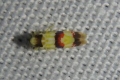 Erythroneura integra