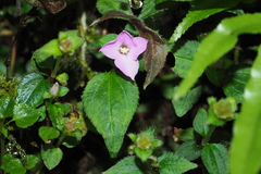 Sarcopyramis napalensis delicata