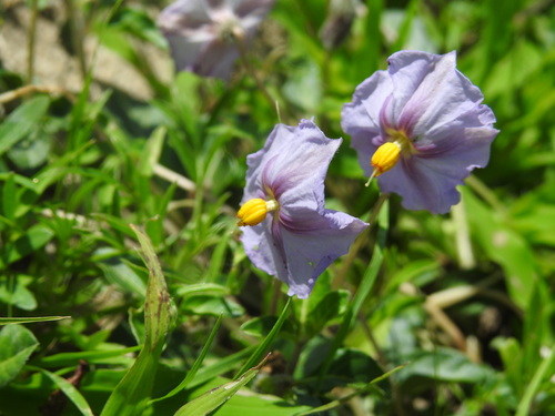 tlanochtle (Lycianthes mozinoana)