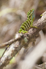 Anolis gemmosus