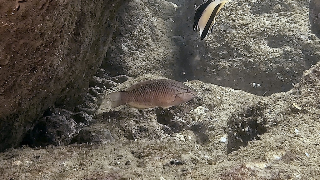 Red Naped Wrasse from East China Sea, TW on July 19, 2024 at 01:58 PM ...