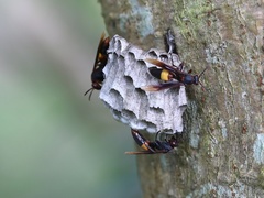 Polistes sagittarius