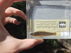 Barrens Darter photo 4