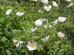 Rosa nitidula