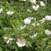 Rosa × nitidula - Photo (c) Luciano Arcorace, algunos derechos reservados (CC BY-NC), subido por Luciano Arcorace