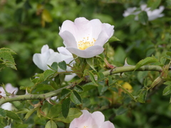 Rosa nitidula