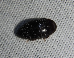 Chelonarium lecontei
