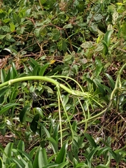 Smilax laurifolia