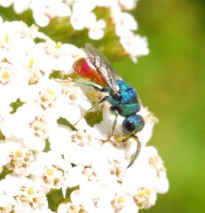 Chrysis analis