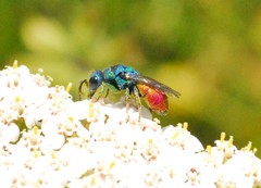 Chrysis analis