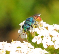 Chrysis analis