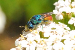 Chrysis analis