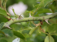 Rosa nitidula