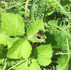 Volucella bombylans