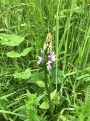 Dactylorhiza fuchsii