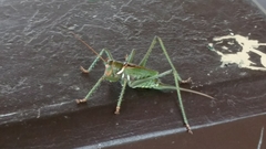 Neobarrettia spinosa