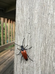Stenelytrana emarginata