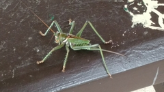 Neobarrettia spinosa