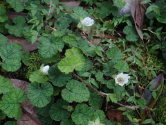 Rubus pectinellus