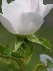 Rosa nitidula