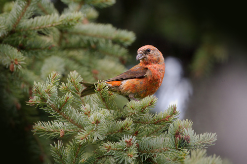 Red Crossbill, photo 7 of 10