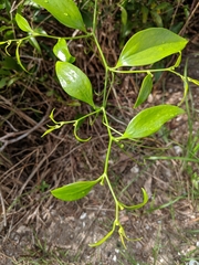 Smilax laurifolia