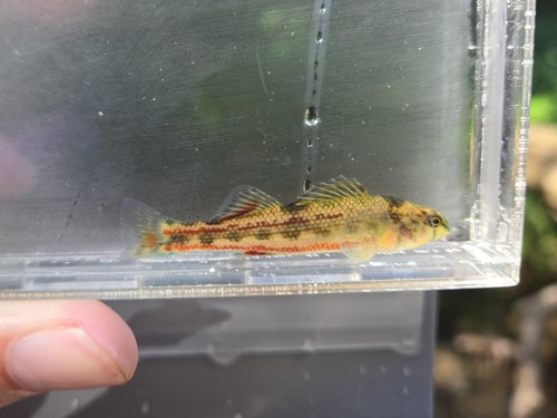 Cherry Darter