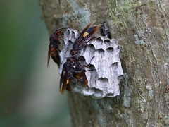 Polistes sagittarius