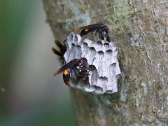 Polistes sagittarius