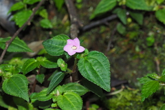 Sarcopyramis napalensis delicata