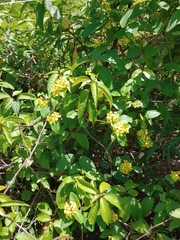 Stigmaphyllon emarginatum