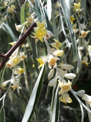 Elaeagnaceae