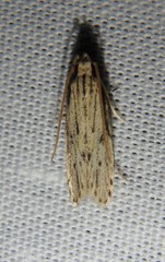 Spinitibia hodgesi