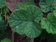 Rubus pectinellus