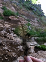 Strix aluco sylvatica