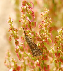 Chrysocrambus linetella