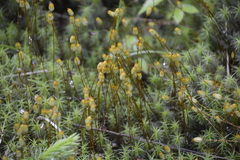 Polytrichum pallidisetum
