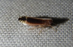 Stenocranus brunneus