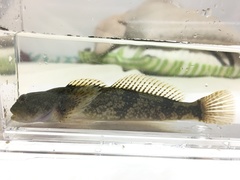 Cottus pollux