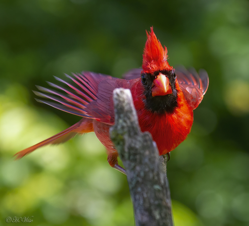 Northern Cardinal photographed in Michigan