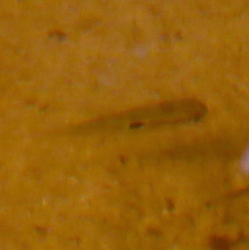 Happy Cichlid