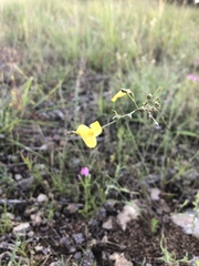 Linum rupestre